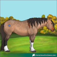 Horse Color:Bay Dun Tobiano 