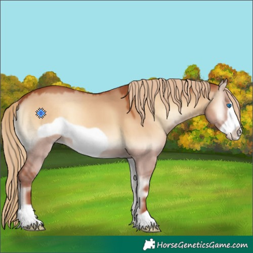 Horse Color:Red Dun Onyx Frame 