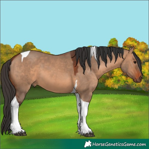 Horse Color:Bay Dun Tobiano 