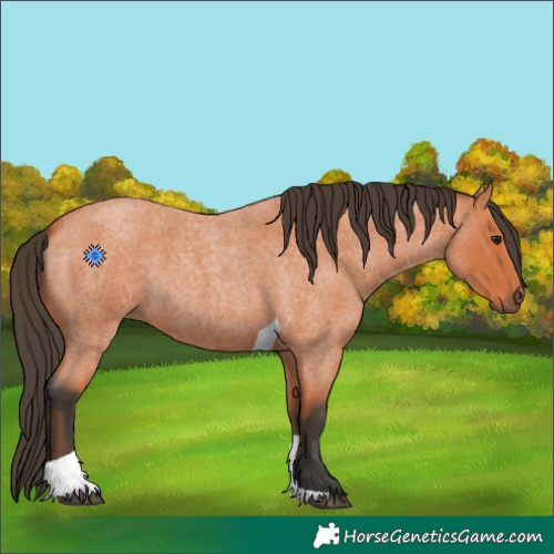 Horse Color:Bay Roan Tobiano 