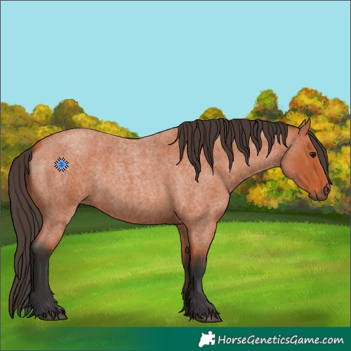 Horse Color:Bay Roan 