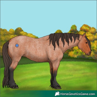 Horse Color:Bay Roan 