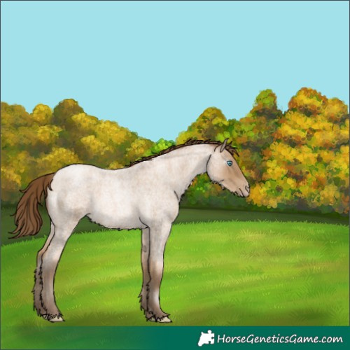 Horse Color:Gray Buckskin Roan Pearl 