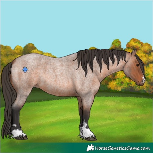 Horse Color:Bay Roan 