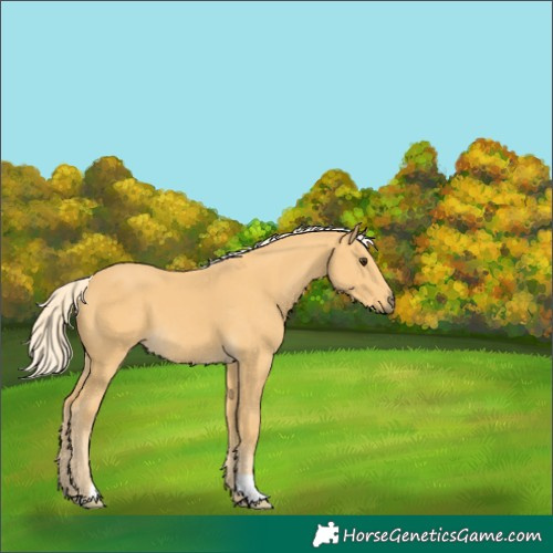 Horse Color:Palomino