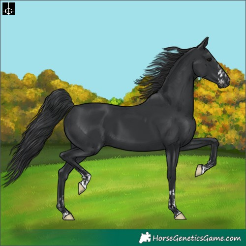 Horse Color:Black  and Black 