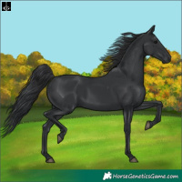Horse Color:Black  and Black 