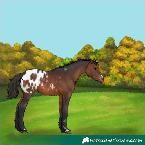 Horse Color:Brown Blanket