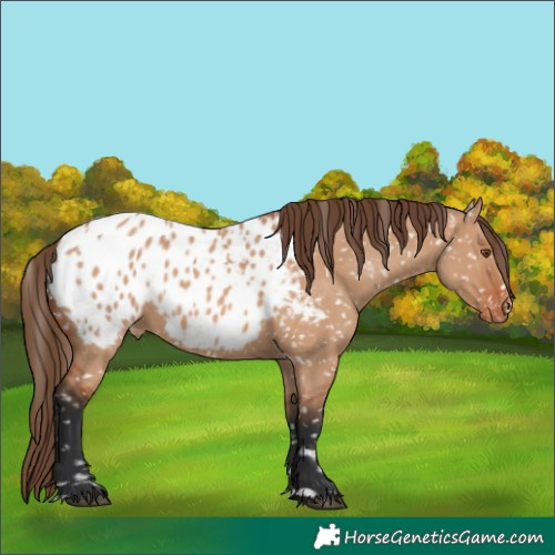 Horse Color:Bay Dun Appaloosa 