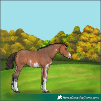 Horse Color:Bay Sabino Varnish Rabicano