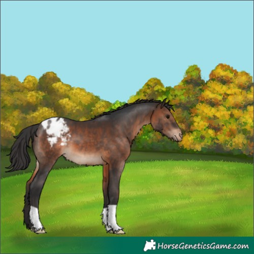 Horse Color:Brown Appaloosa