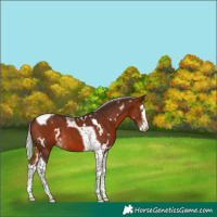 Horse Color:White Spotted Silver Brown Splash Tobiano 