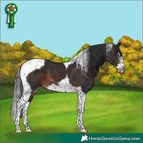 Horse Color:Brown Splash Tobiano Frame 