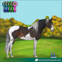 Horse Color:Brown Splash Tobiano Frame