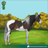 Horse Color:Brown Splash Tobiano Frame 