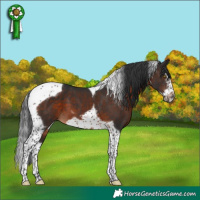 Horse Color:Brown Splash Tobiano Frame 