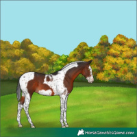 Horse Color:Brown Splash Tobiano Frame 
