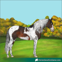 Horse Color:Brown Splash Tobiano Frame 