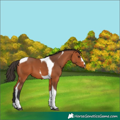 Horse Color:Bay Tobiano 