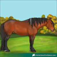Horse Color:Bay Tobiano