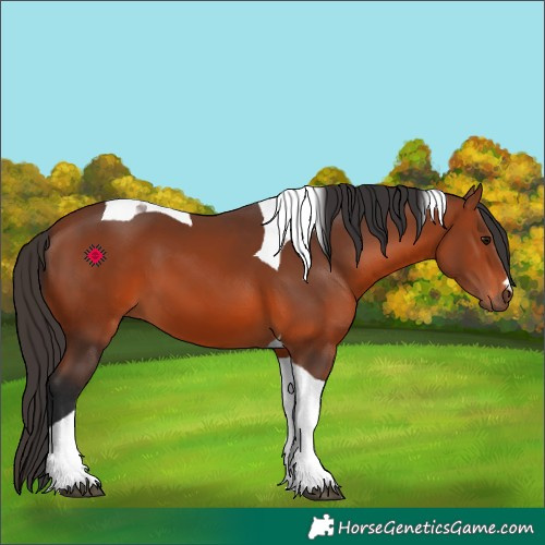 Horse Color:Bay Tobiano 