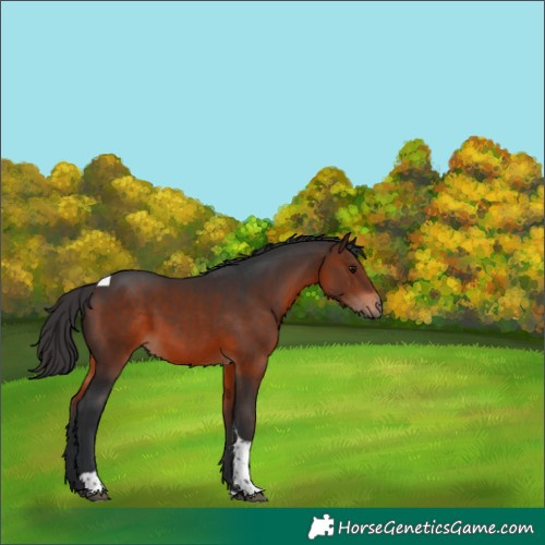 Horse Color:Brown Tobiano 