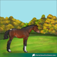 Horse Color:Brown Tobiano