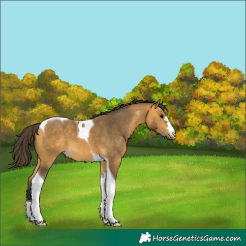 Horse Color:Buckskin Tobiano 