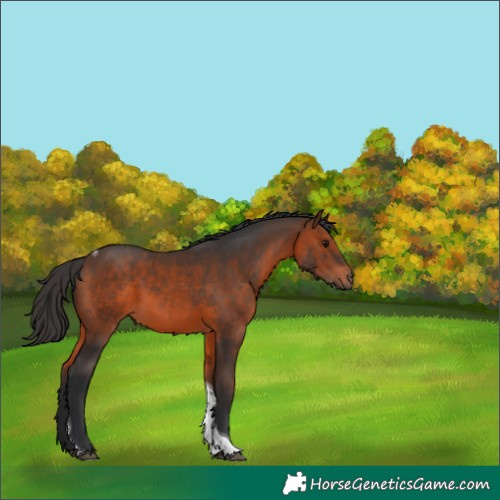 Horse Color:Brown Tobiano