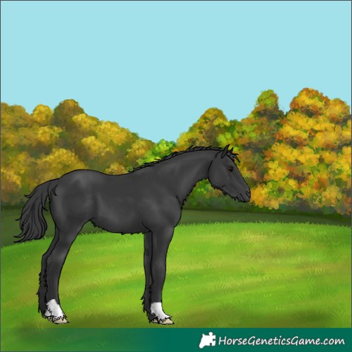 Horse Color:Black 