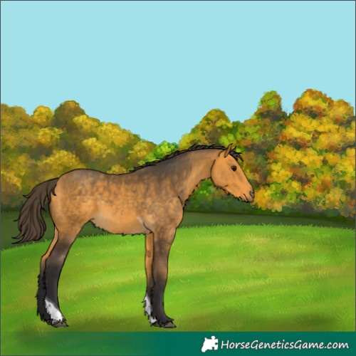 Horse Color:Buckskin Tobiano