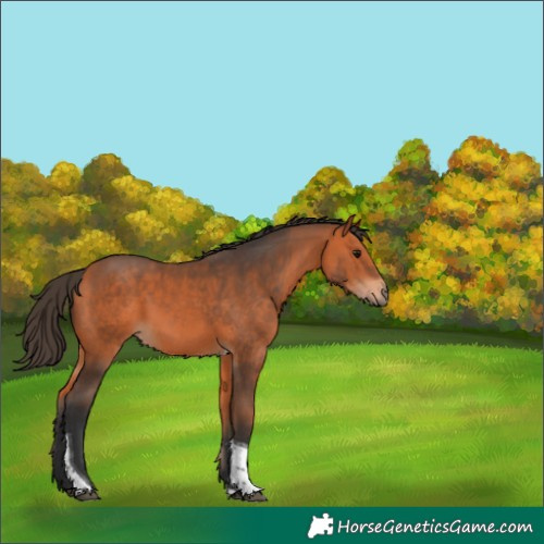 Horse Color:Bay Tobiano