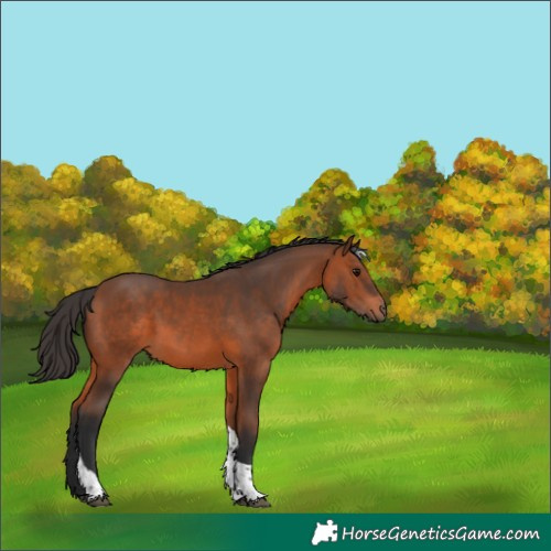 Horse Color:Bay Tobiano 