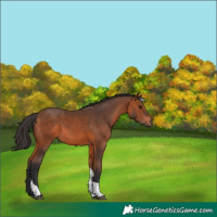 Horse Color:Bay Tobiano 