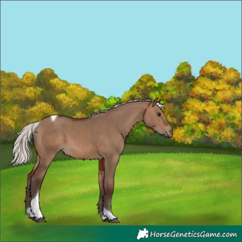 Horse Color:Silver Brown Dun Tobiano 