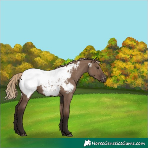 Horse Color:Liver Red Dun Appaloosa 