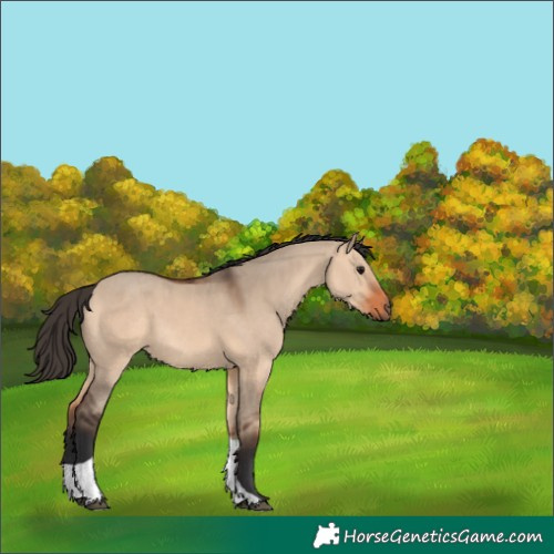 Horse Color:Bay Dun Tobiano 