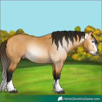 Horse Color:Gray Buckskin Dun Splash 
