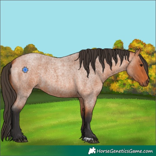 Horse Color:Bay Roan