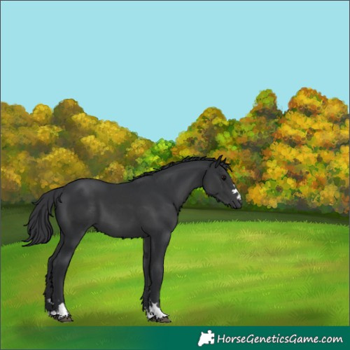Horse Color:Black 