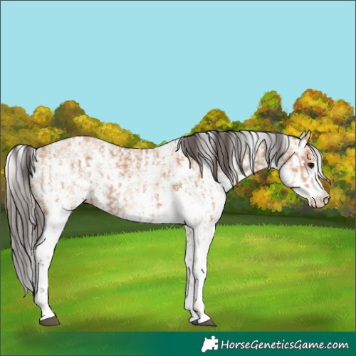 Horse Color:Bay Dun Sabino Rabicano and Amber Champagne Dun Sabino Rabicano