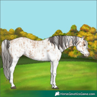 Horse Color:Bay Dun Sabino Rabicano and Amber Champagne Dun Sabino Rabicano
