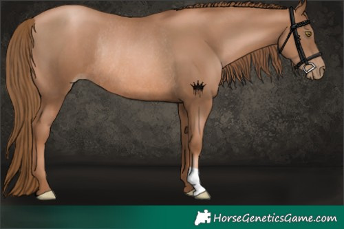 Horse Color:Liver Chestnut Pearl Rabicano 