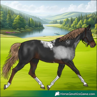 Horse Color:Liver Chestnut Tobiano