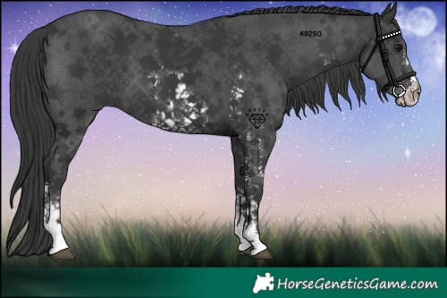 Horse Color:Black Sabino 