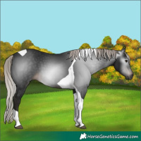 Horse Color:Gray Silver Brown Tobiano 