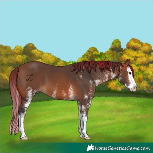 Horse Color:Painted White Spotted Bay Splash 