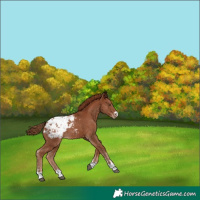 Horse Color:Chestnut Appaloosa 