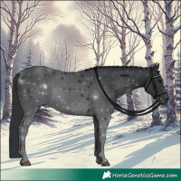 Horse Color:Black 