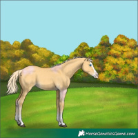 Horse Color:Palomino Dun Splash 